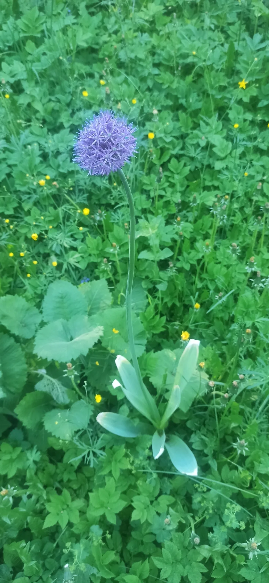 Allium (Allium aflatunense), photograph