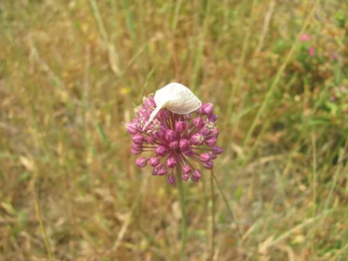 Photo: (c) zebedeugalinha, some rights reserved (CC BY) · cc-by · via iNaturalist Leek (Allium ampeloprasum), photograph