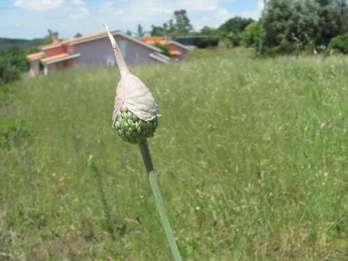 Leek (Allium ampeloprasum), photograph