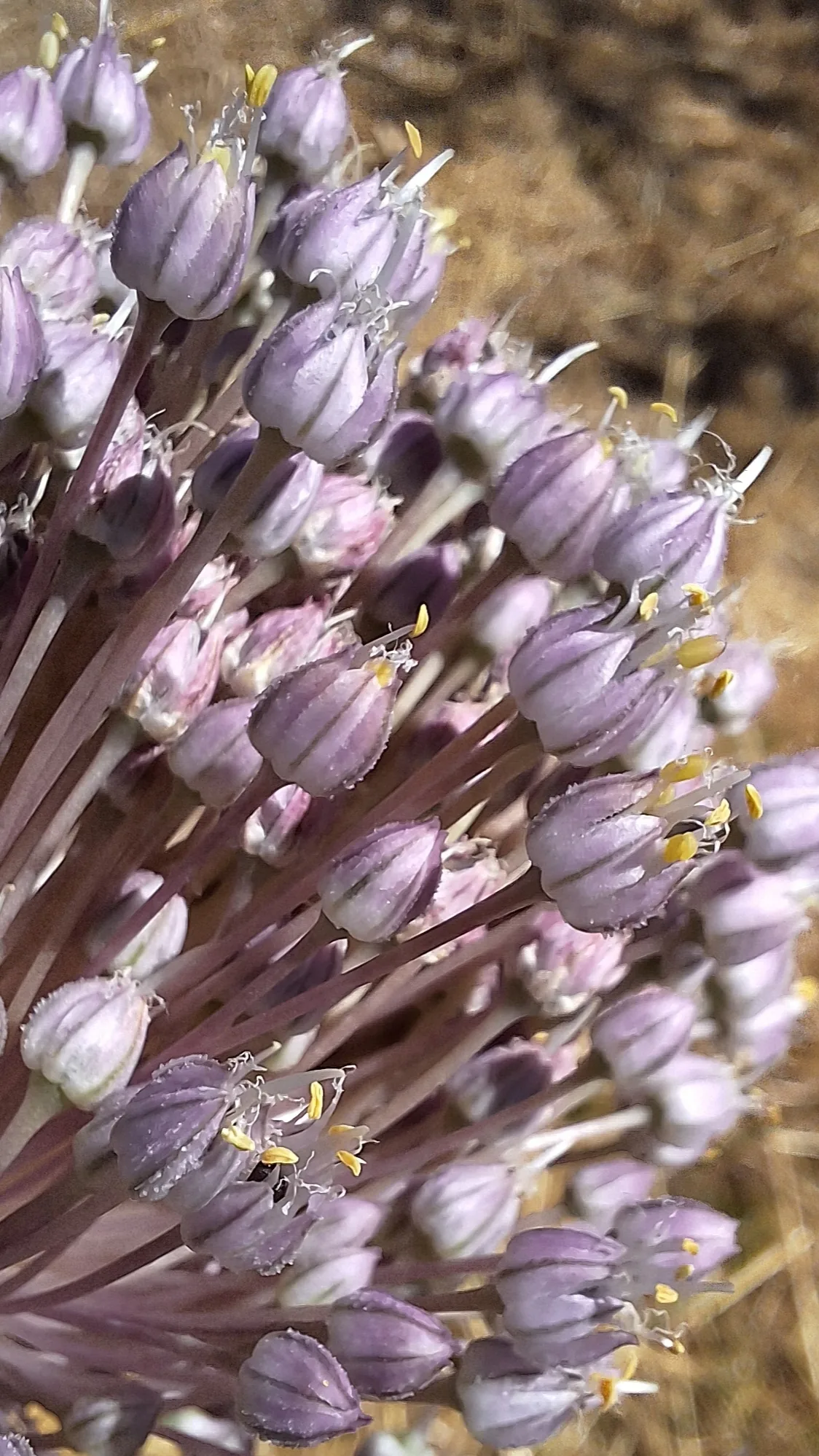 Leek (Allium ampeloprasum), photograph