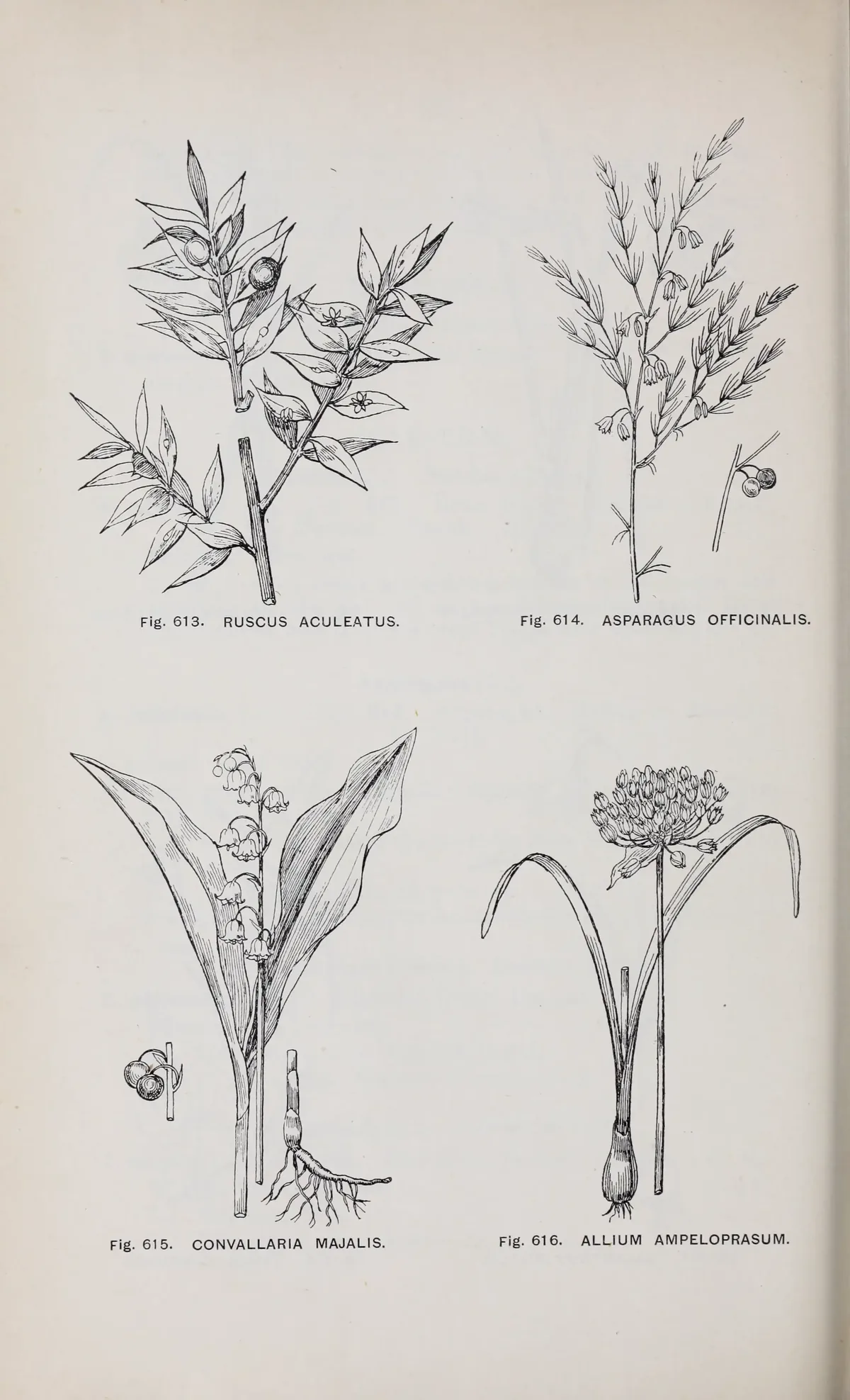 Leek (Allium ampeloprasum), botanical illustration