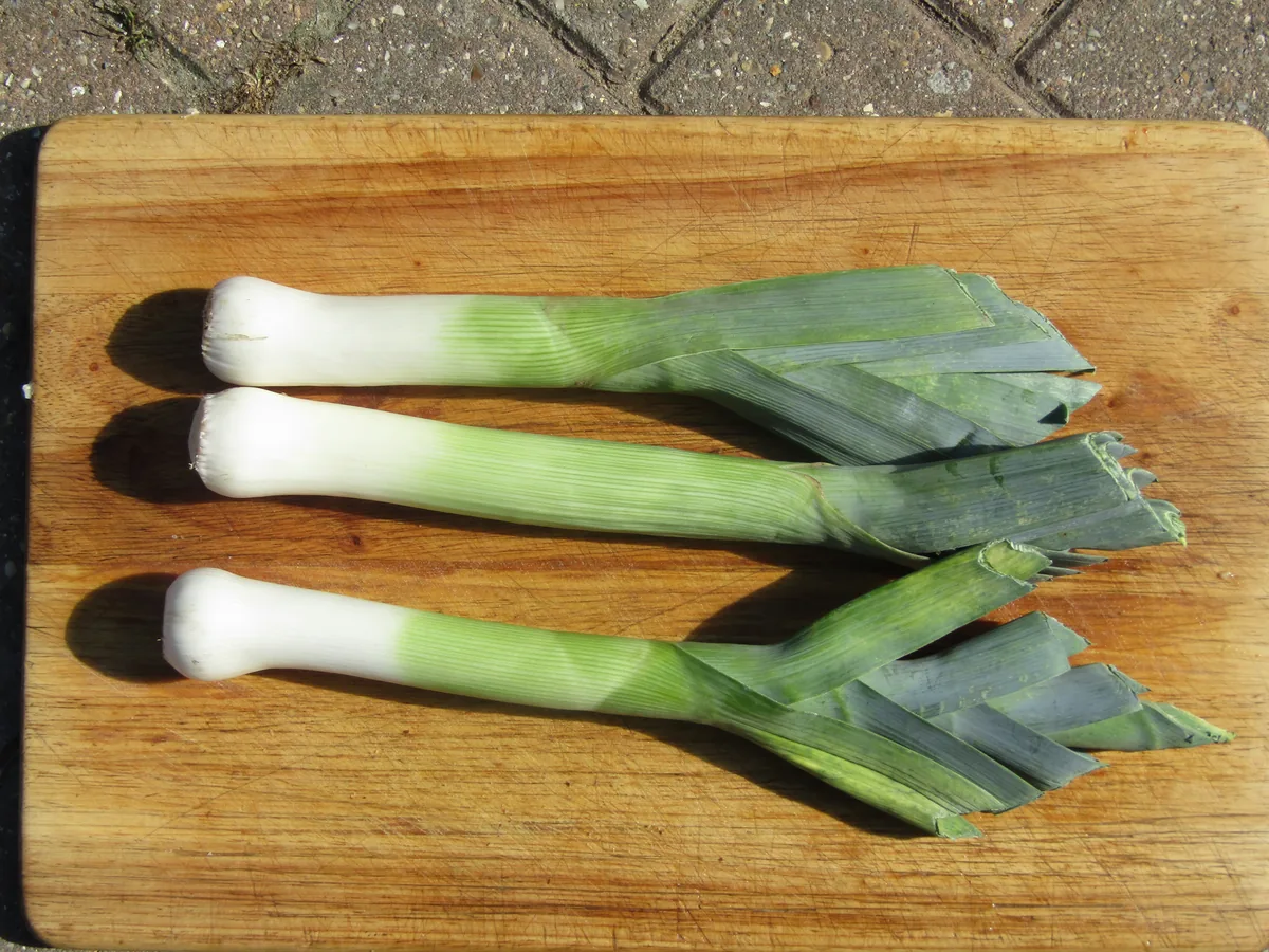 leek (Allium ampeloprasum), photograph