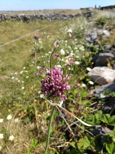Leek (Allium ampeloprasum), photograph