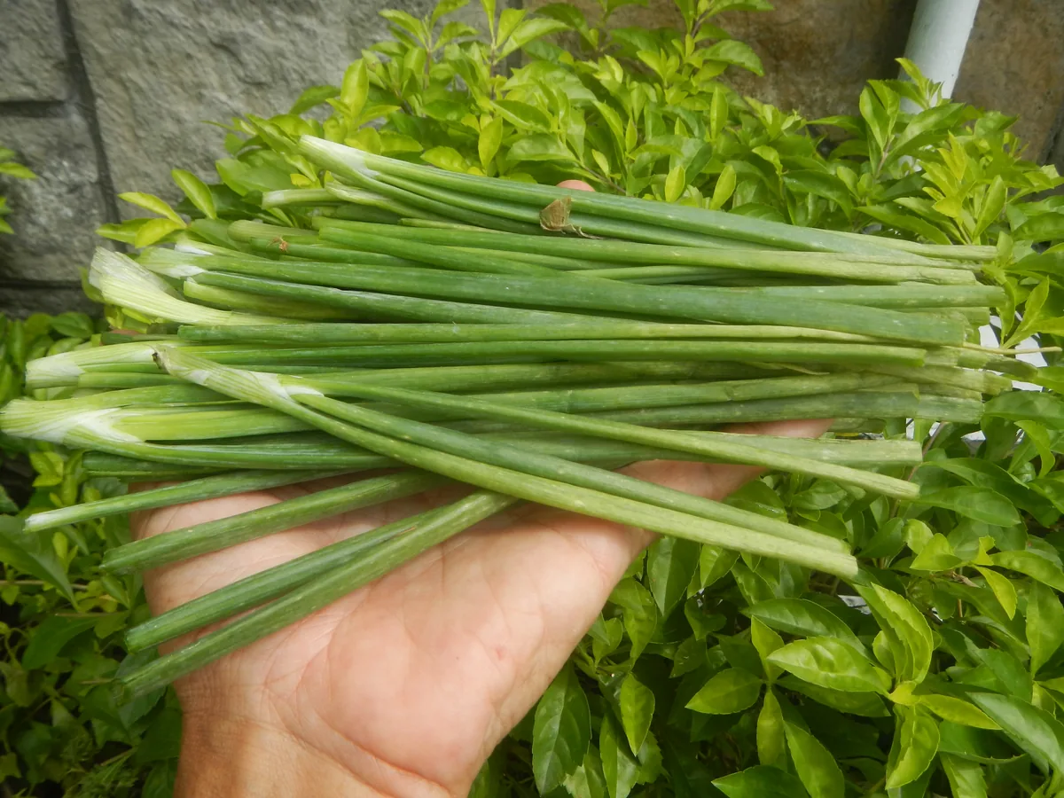 Shallot (Allium cepa var. aggregatum), photograph