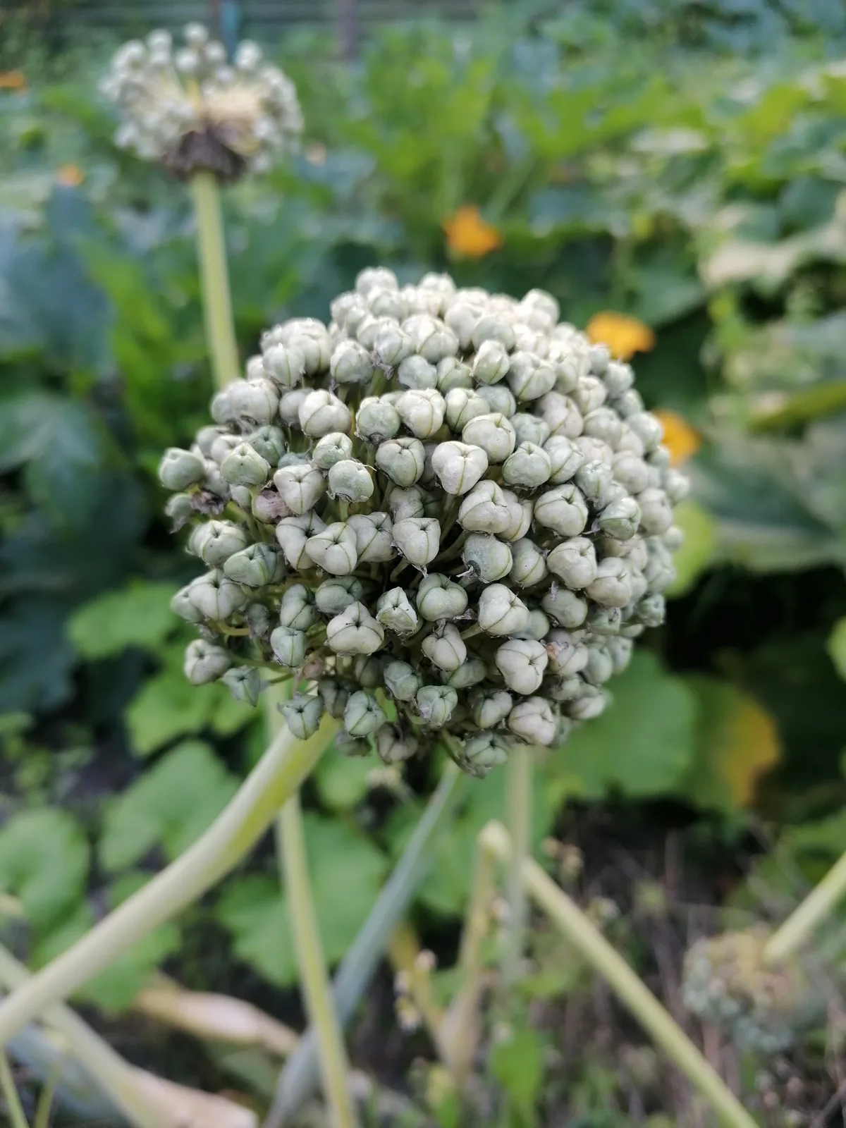 Shallot (Allium cepa var. aggregatum), photograph