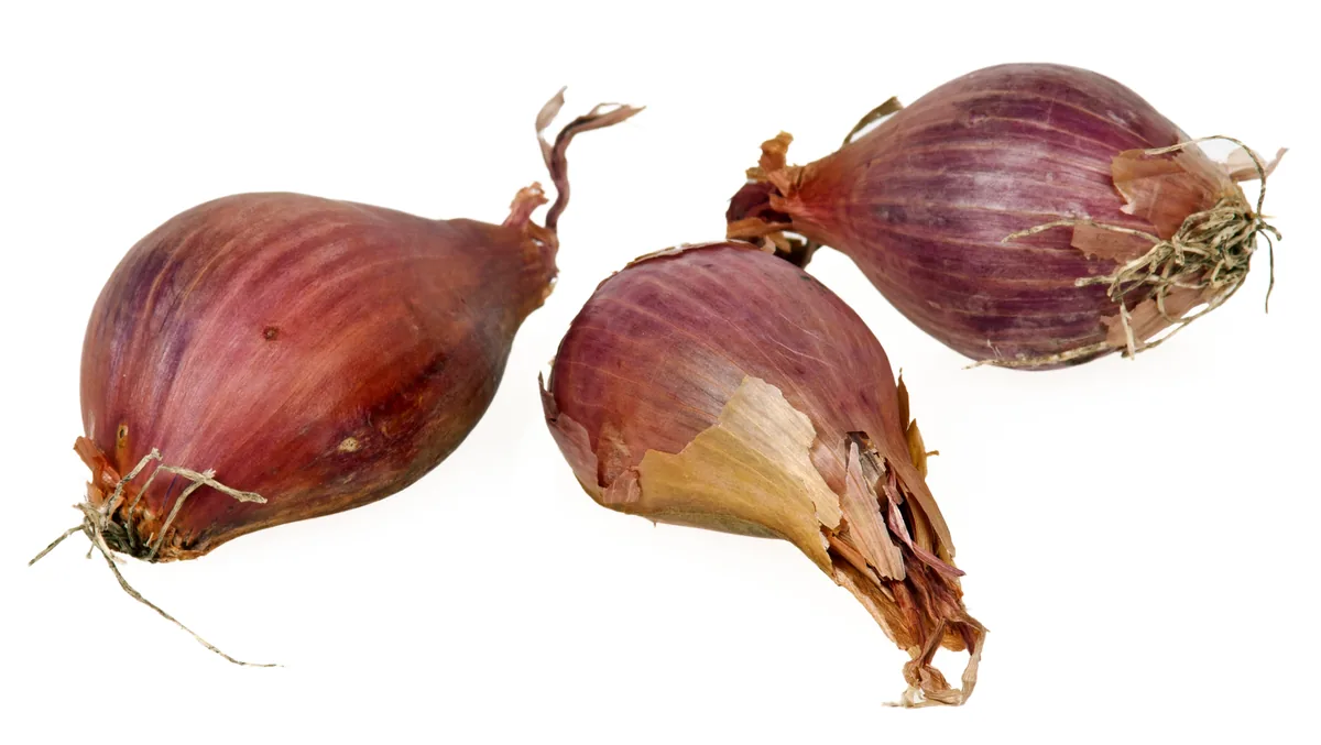 shallot (Allium cepa var. aggregatum), photograph