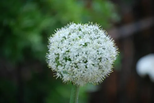 Onion (Allium cepa), photograph