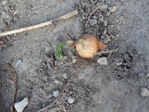 Photo: (c) petitcrabe, some rights reserved (CC BY) · cc-by · via iNaturalist Onion (Allium cepa), photograph