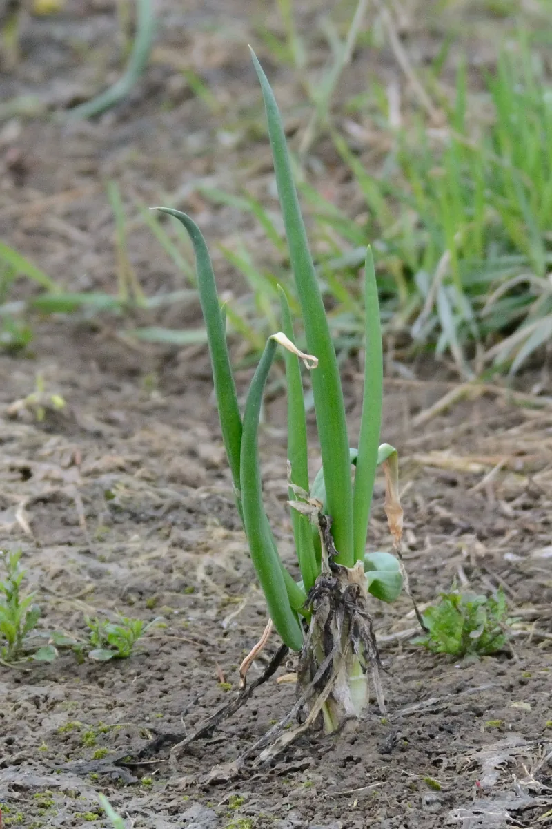Onion (Allium cepa), photograph