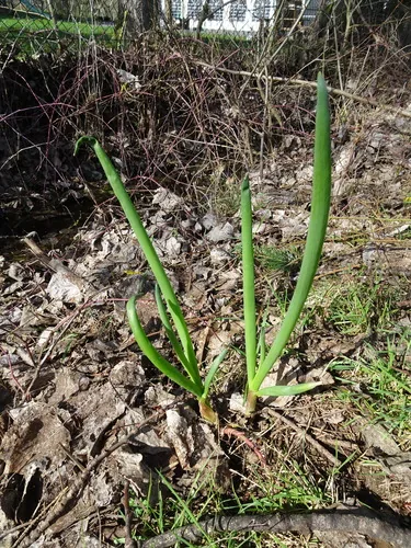 Onion (Allium cepa), photograph