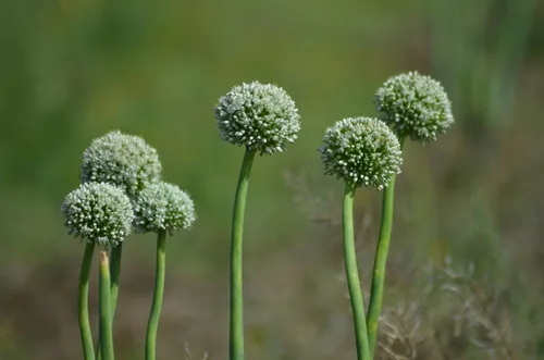 Shallot (Allium cepa var. aggregatum), photograph