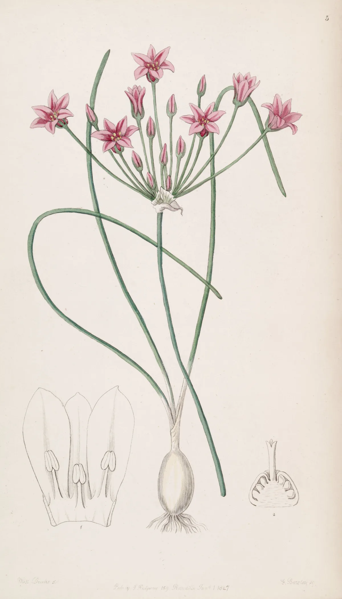 Rakkyo (Allium chinense), botanical illustration