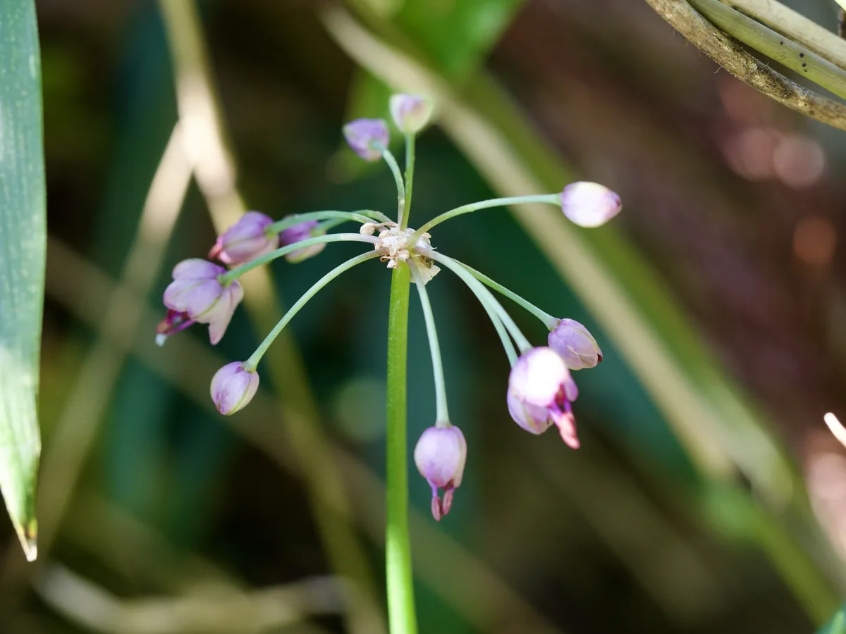 Photo: りなべる, via iNaturalist · CC BY · via GBIF Rakkyo (Allium chinense), photograph