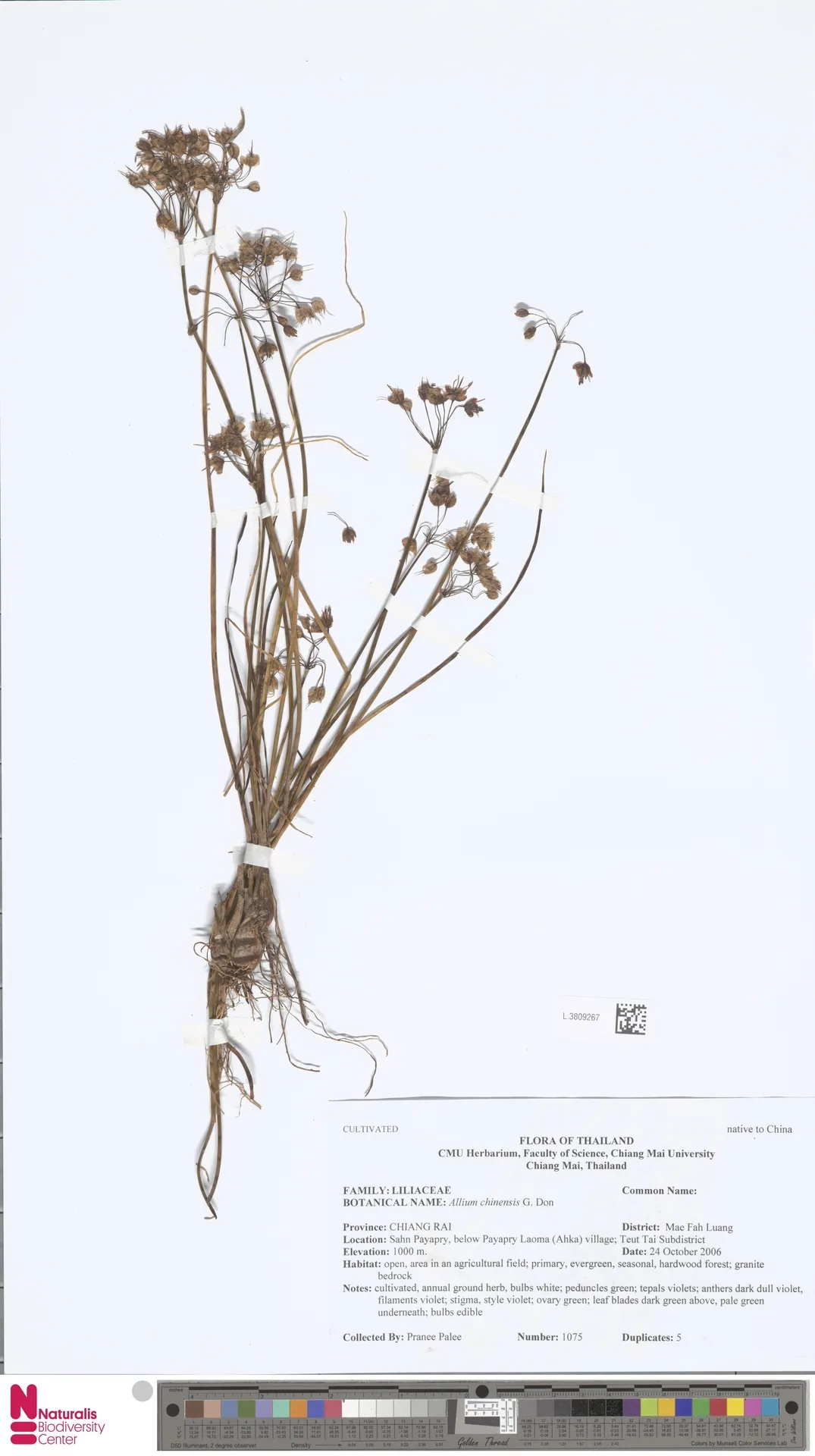 Rakkyo (Allium chinense), photograph