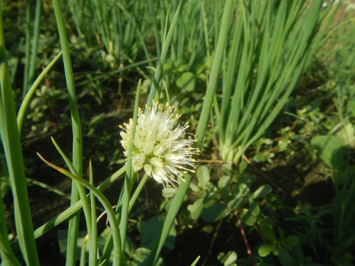 Scallion (Allium fistulosum), photograph