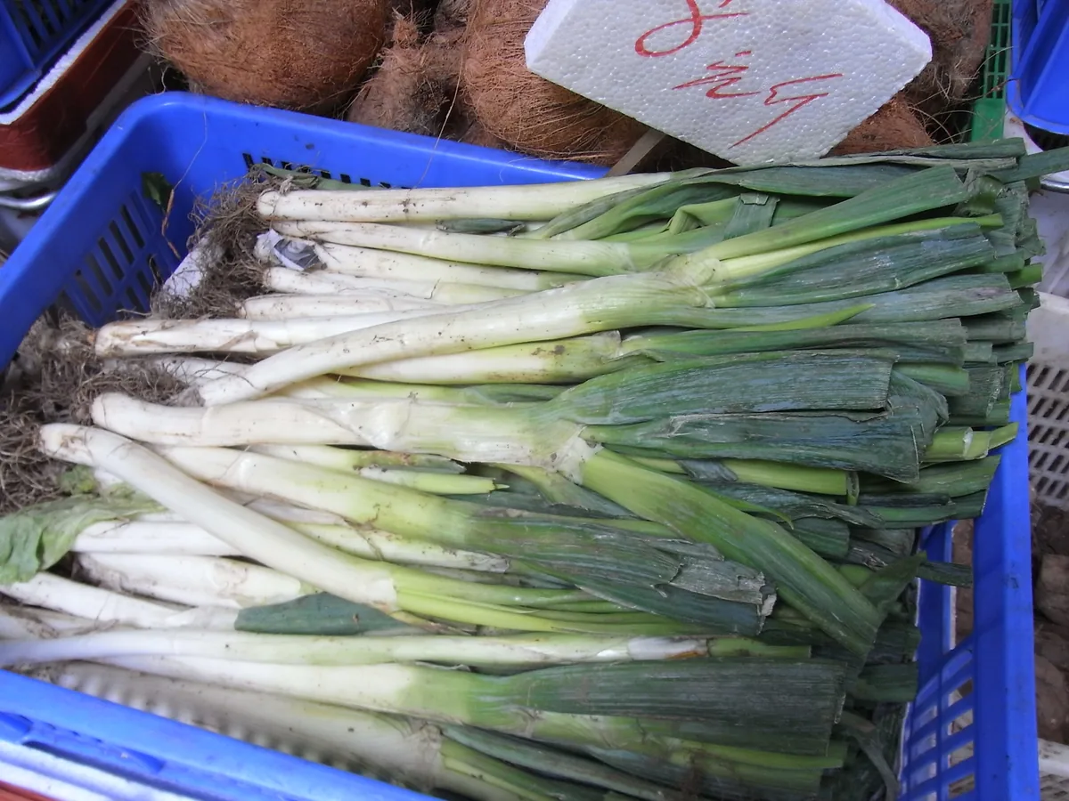 Photo: Genmewcaugsa, via Wikimedia Commons · CC BY-SA 3.0 · via Wikimedia Commons scallion (Allium fistulosum), photograph