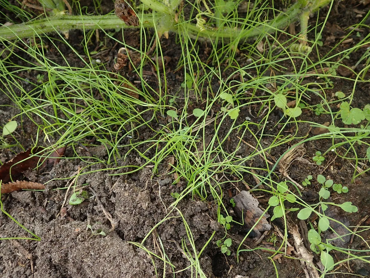 Scallion (Allium fistulosum), photograph