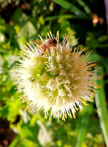Photo: (c) Gleb Barmashenko, some rights reserved (CC BY) · cc-by · via iNaturalist Scallion (Allium fistulosum), photograph