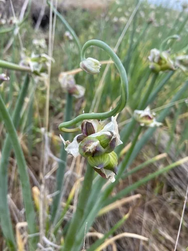 Photo: (c) Erin Snyder, some rights reserved (CC BY) · cc-by · via iNaturalist Egyptian Walking Onion (Allium proliferum), photograph