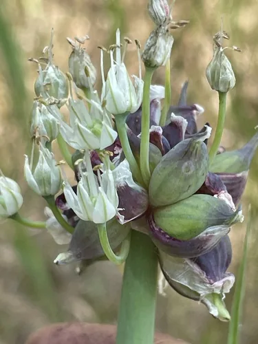 Photo: (c) crothfels, some rights reserved · CC BY · via iNaturalist Egyptian walking onion (Allium proliferum), photograph
