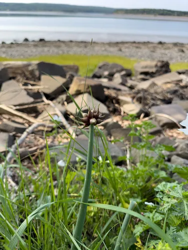 Egyptian Walking Onion (Allium proliferum), photograph