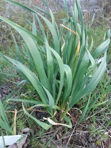 garlic (Allium sativum), photograph