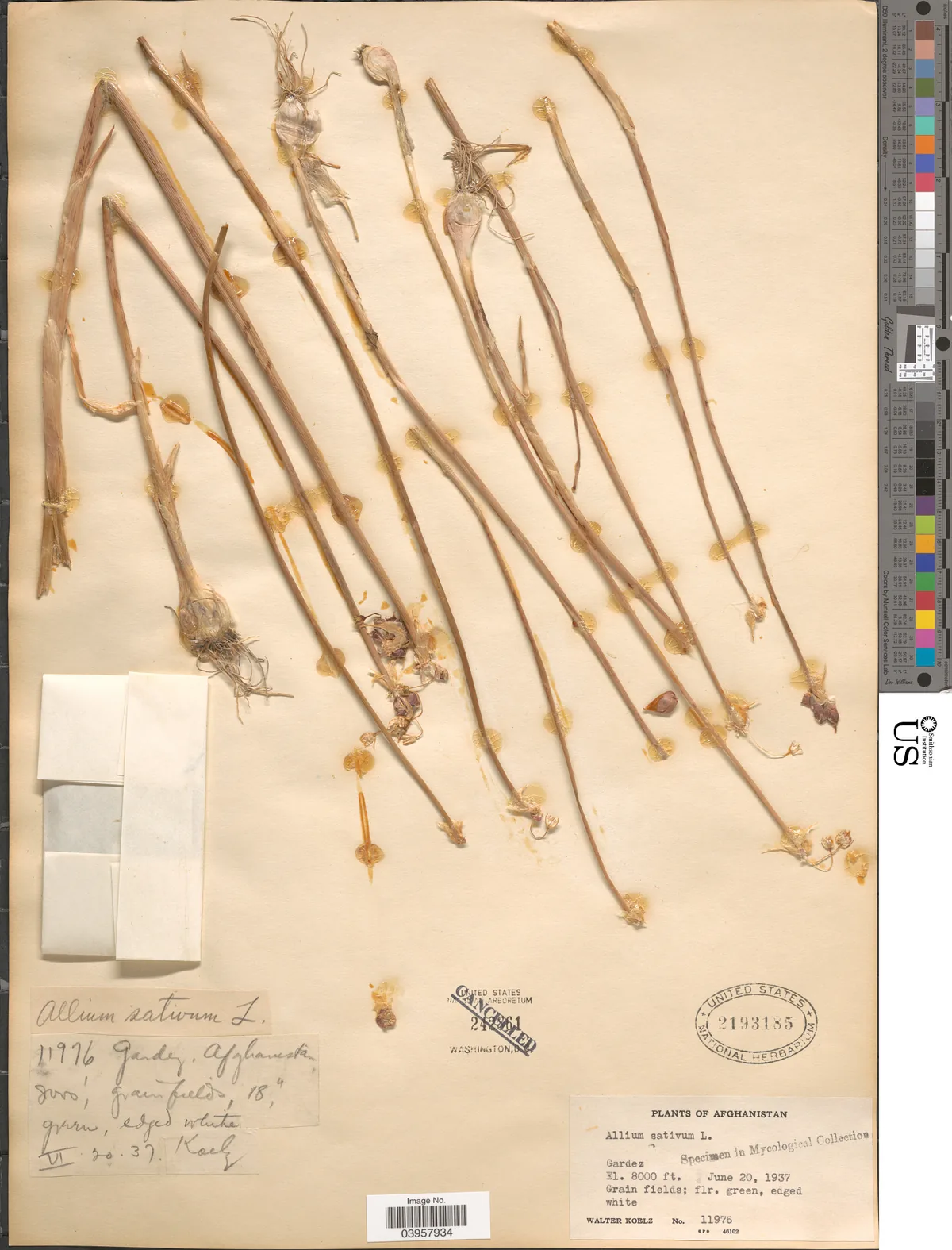 garlic (Allium sativum), photograph