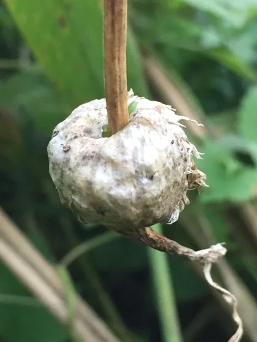 garlic (Allium sativum), photograph