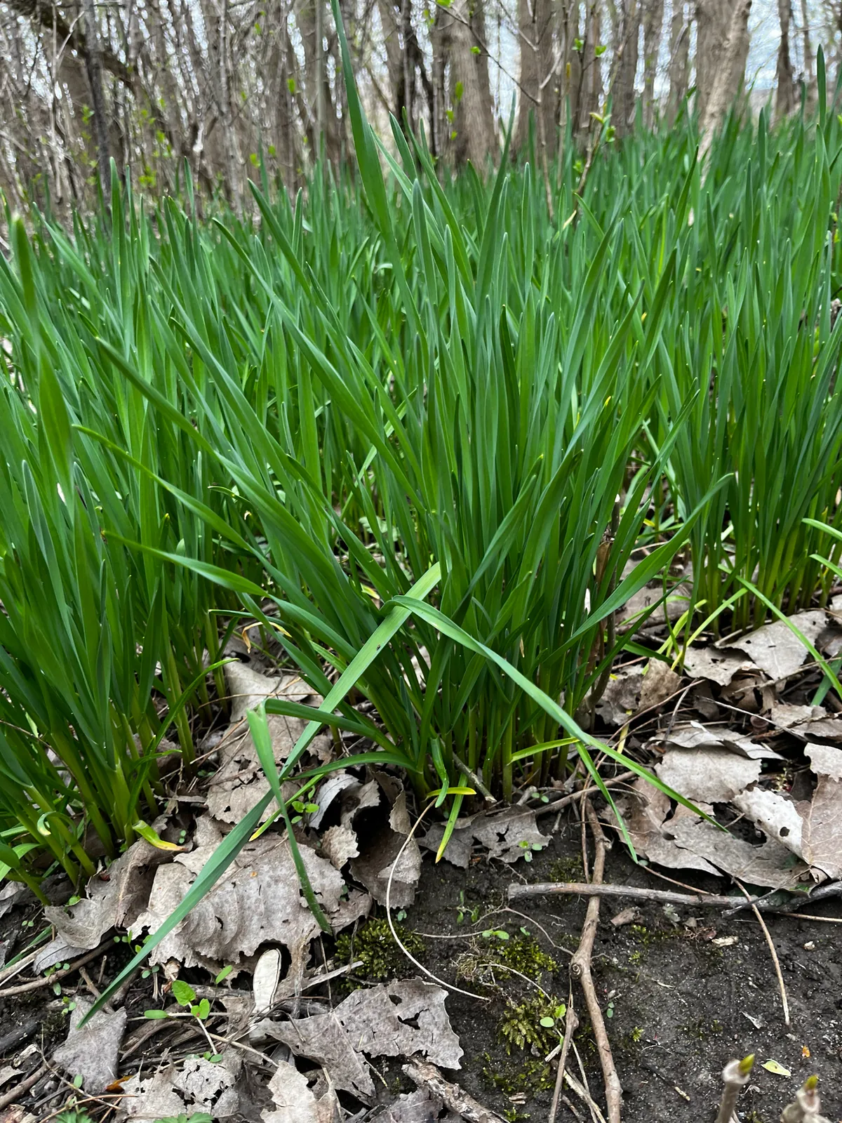 garlic (Allium sativum), photograph