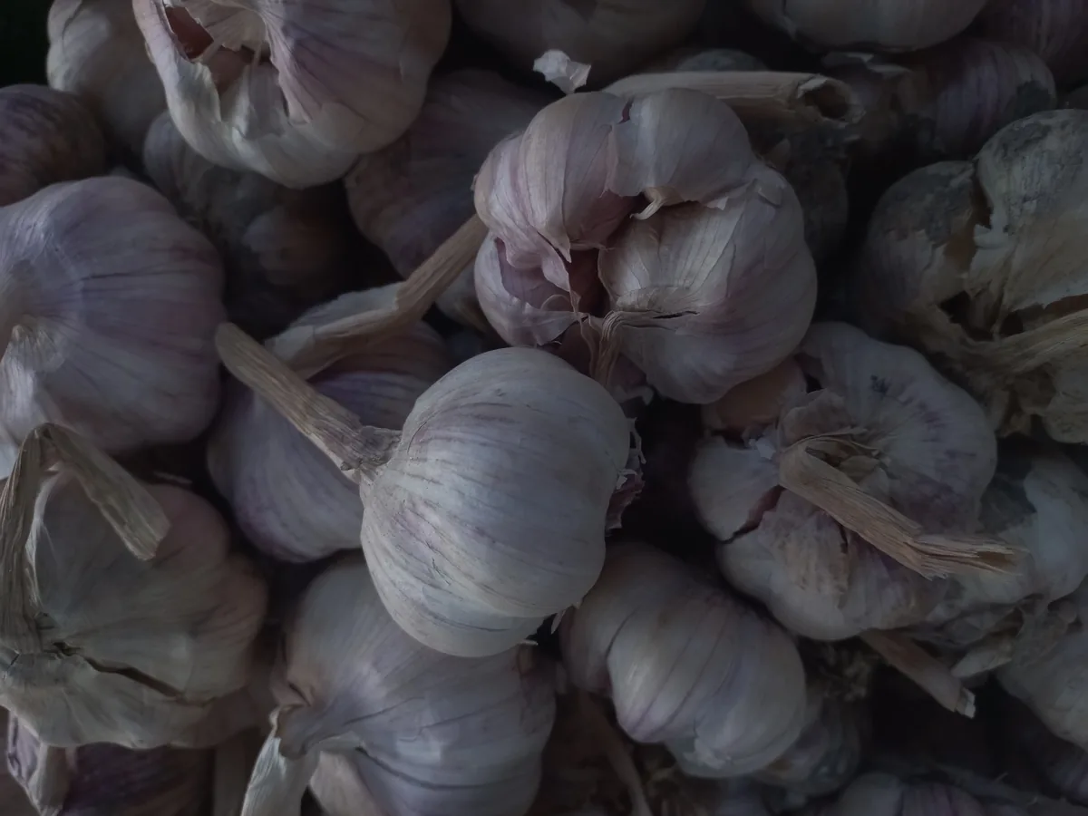 Garlic, photograph