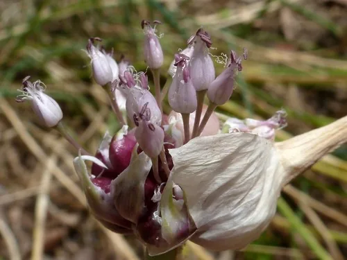 garlic (Allium sativum), photograph