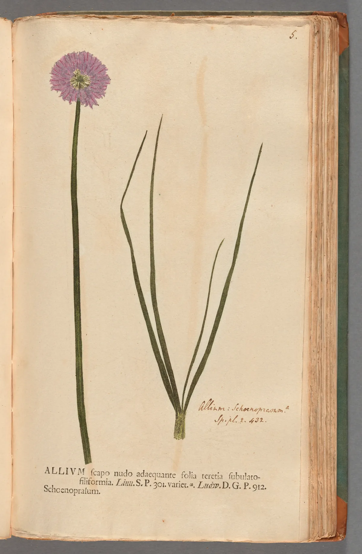 Chive (Allium schoenoprasum), botanical illustration