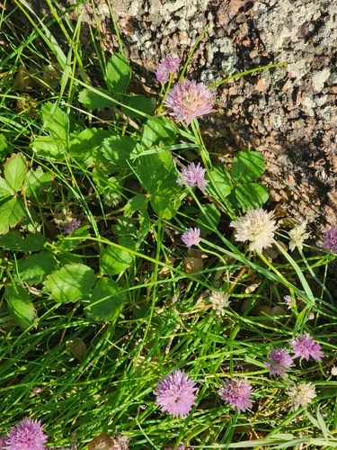 Chive (Allium schoenoprasum), photograph
