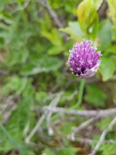 Chive (Allium schoenoprasum), photograph
