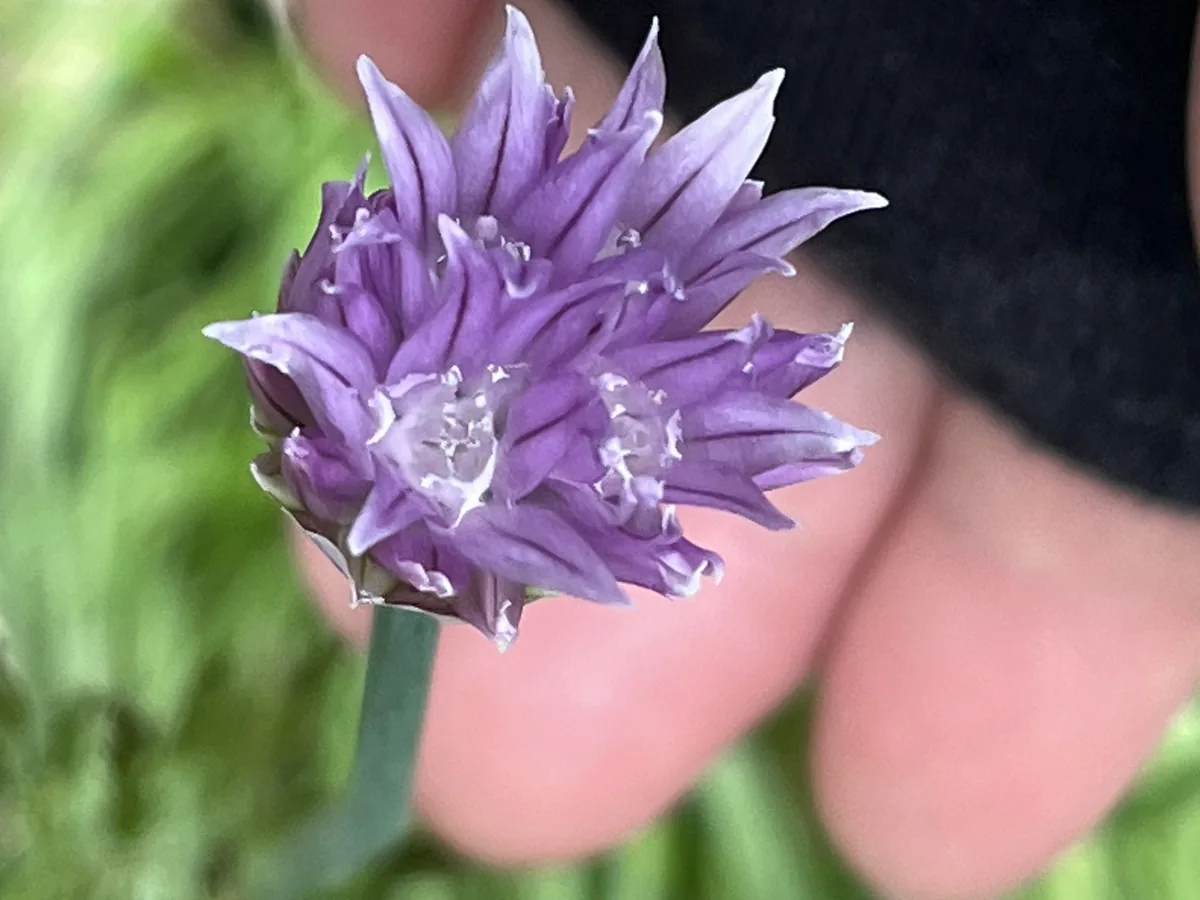Chive (Allium schoenoprasum), photograph