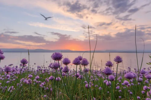 Photo: (c) Morten Ross, some rights reserved (CC BY) · cc-by · via iNaturalist Chive (Allium schoenoprasum), photograph