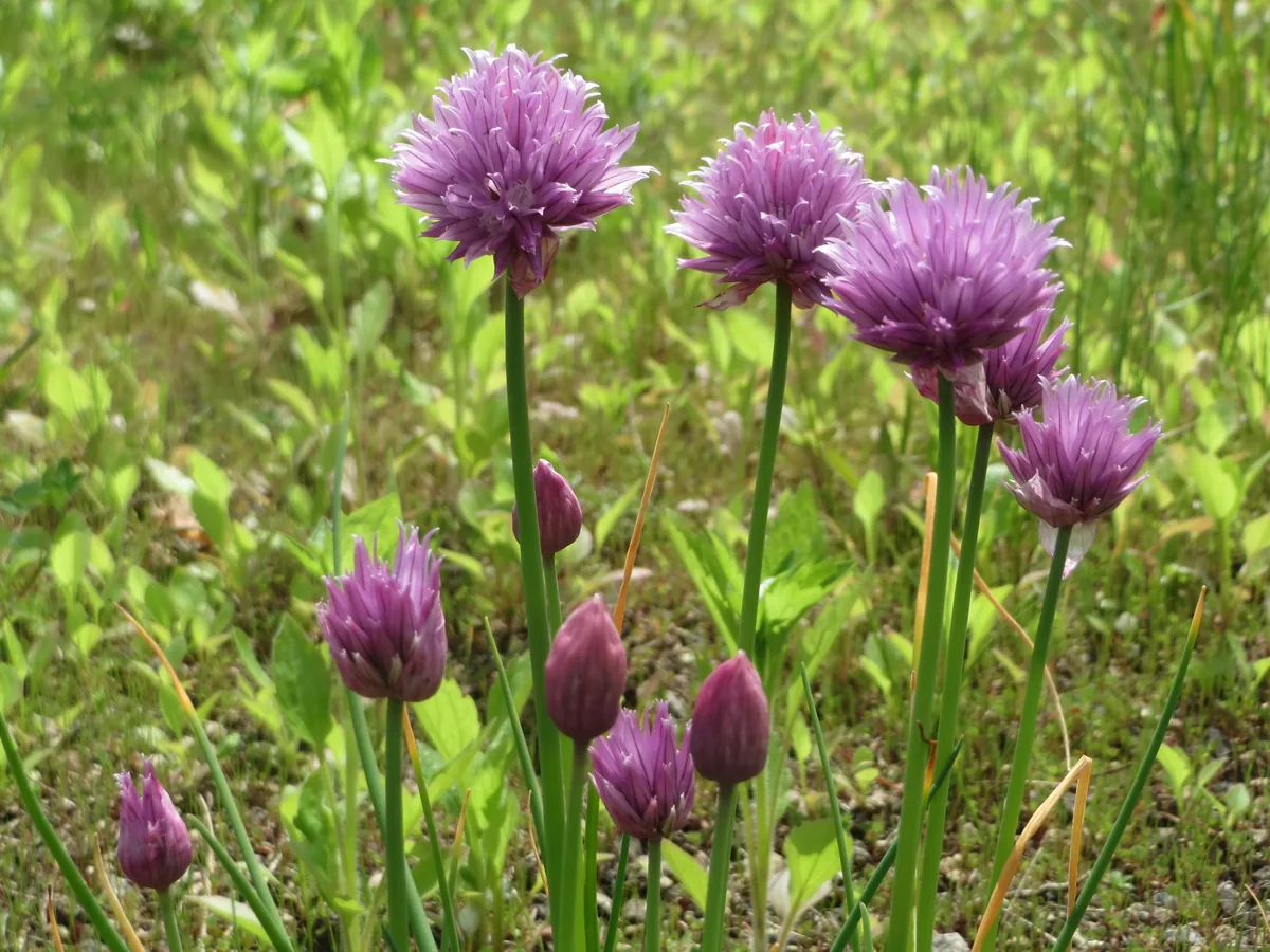 Photo: AnRo0002 · CC0 · via Wikimedia Commons chive (Allium schoenoprasum), photograph