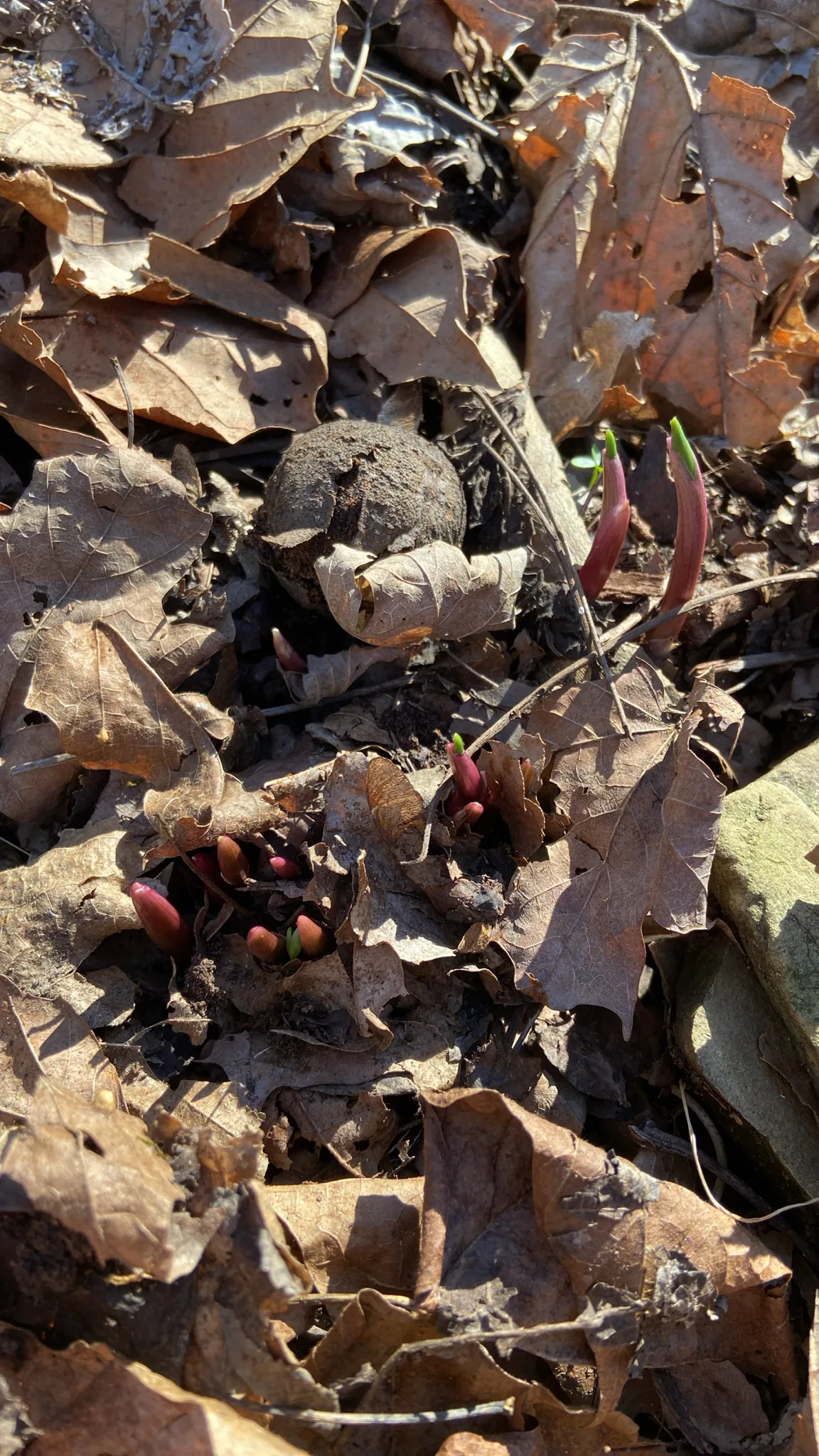 ramps (Allium tricoccum), photograph