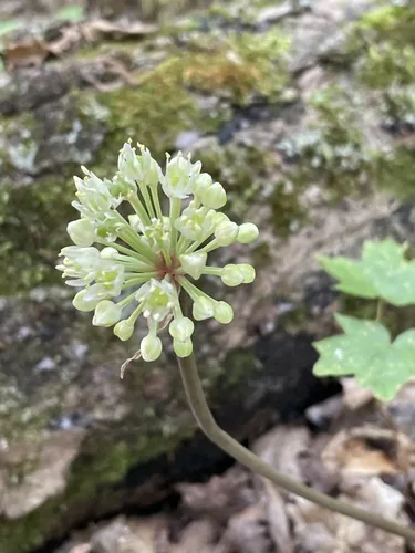 ramps (Allium tricoccum), photograph