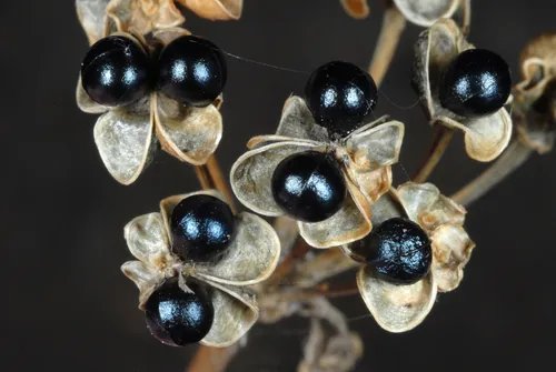 ramps (Allium tricoccum), photograph