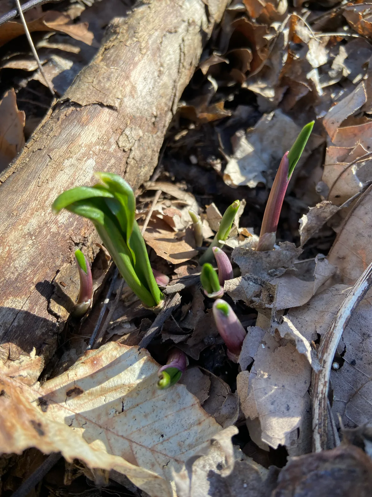 ramps (Allium tricoccum), photograph