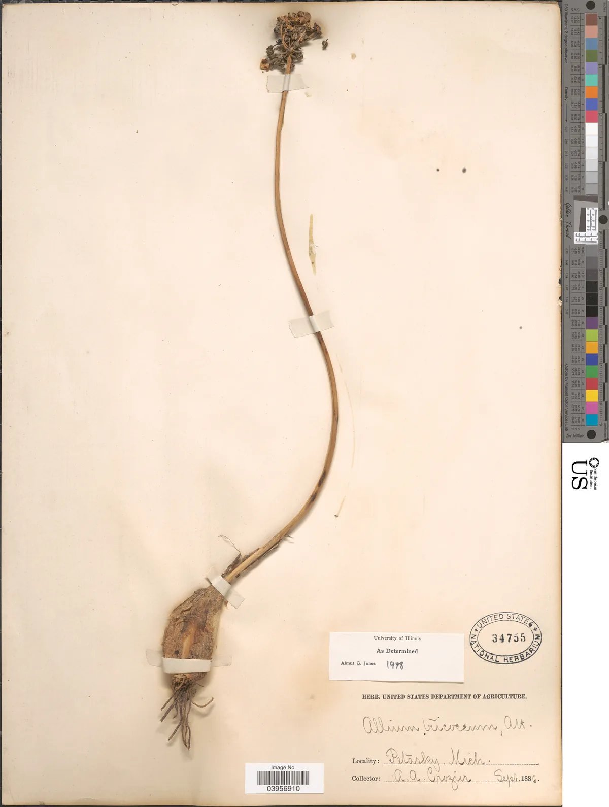 ramps (Allium tricoccum), photograph