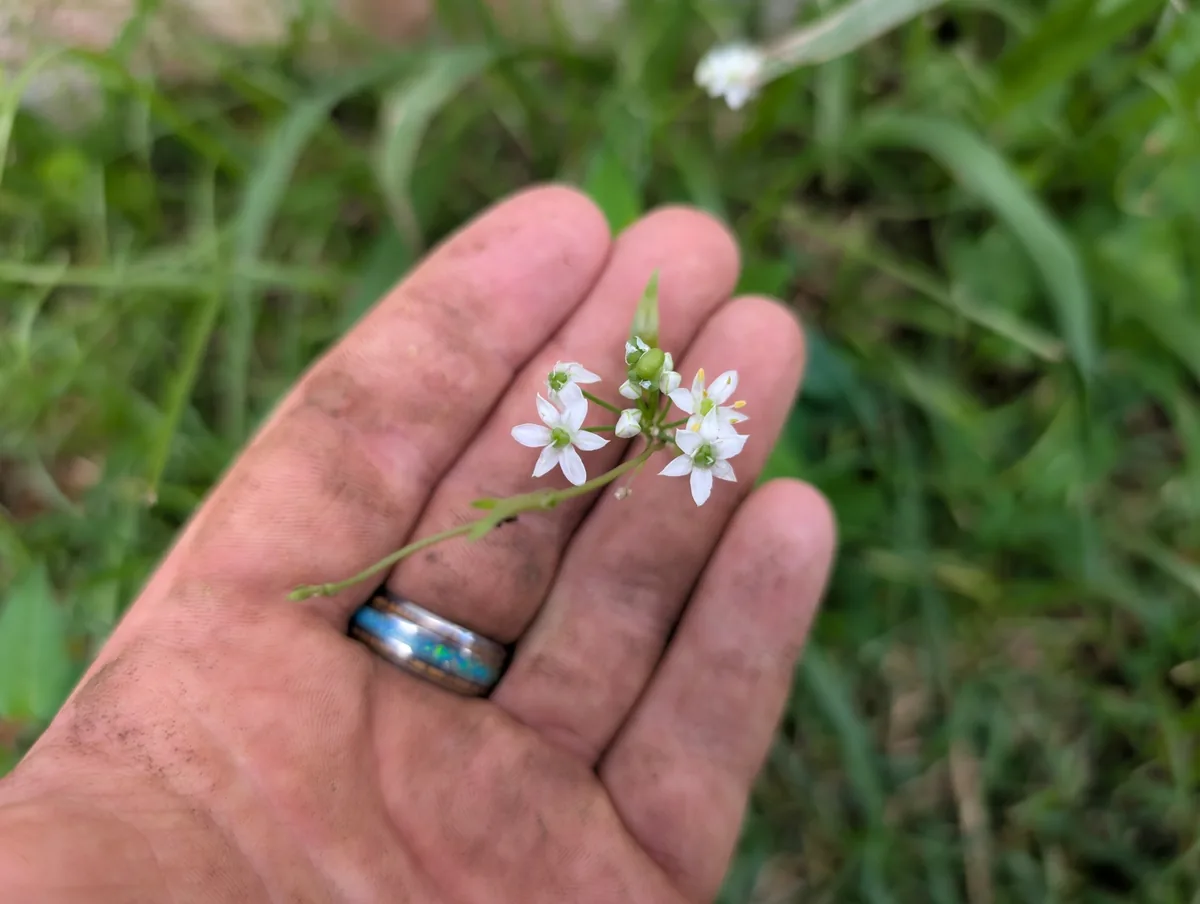 Garlic Chives (Allium tuberosum), photograph