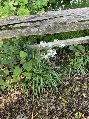 Photo: no rights reserved · CC0 · via iNaturalist garlic chives (Allium tuberosum), photograph