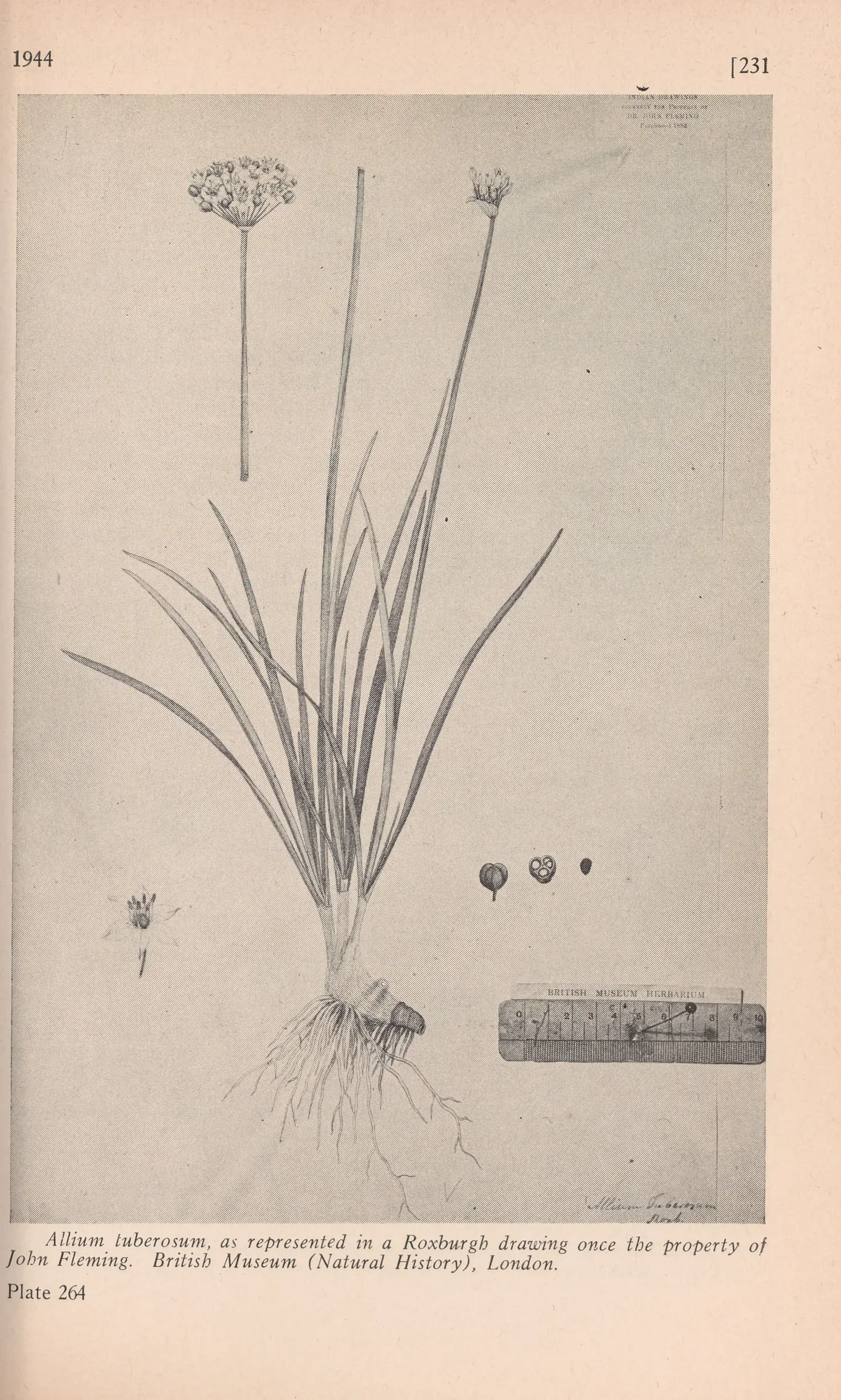Garlic Chives (Allium tuberosum), botanical illustration