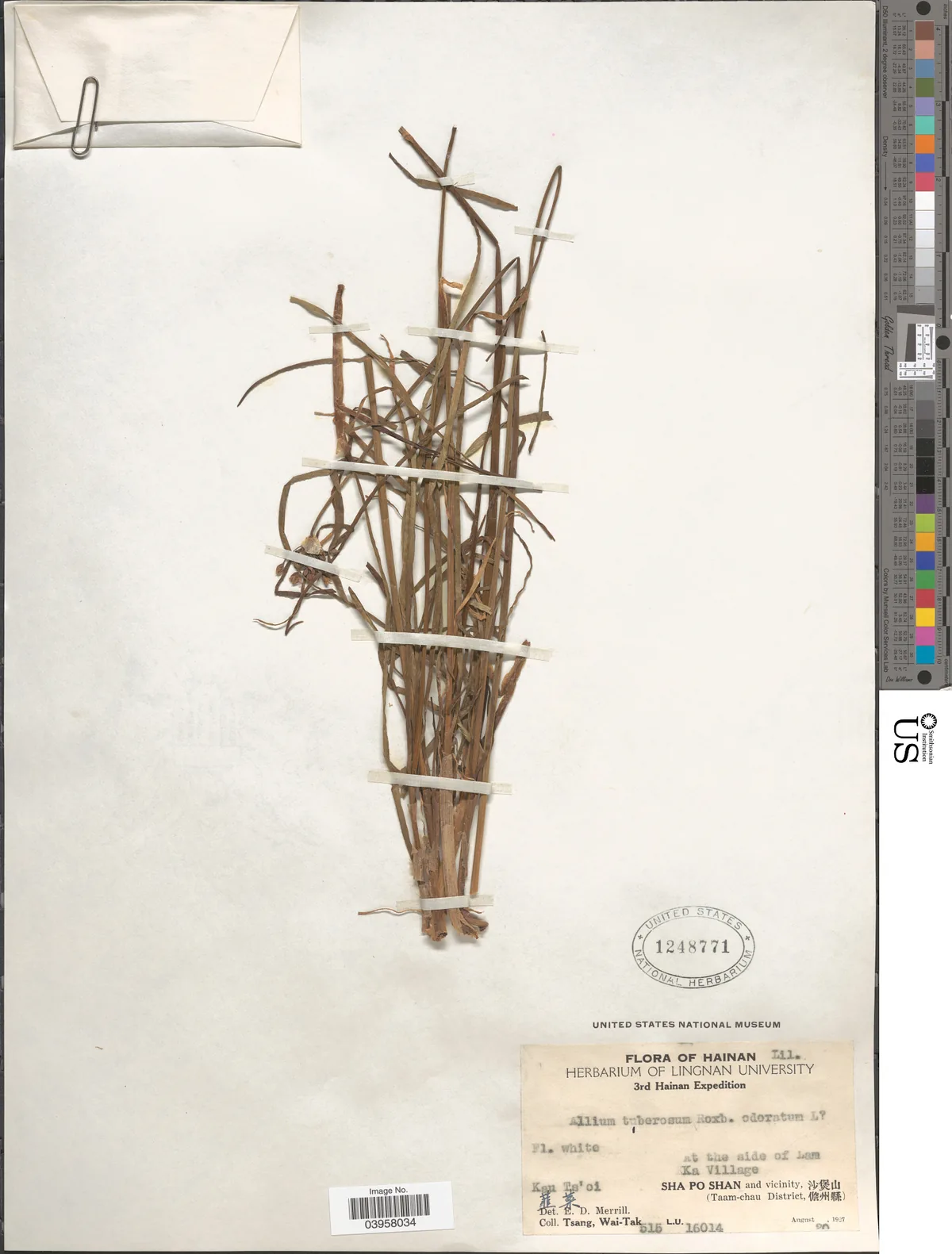 Garlic Chives (Allium tuberosum), photograph