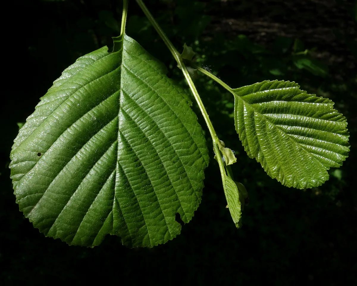 Photo: Hladac · CC BY-SA 4.0 · via Wikimedia Commons alder (Alnus glutinosa), photograph
