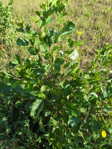 alder (Alnus glutinosa), photograph