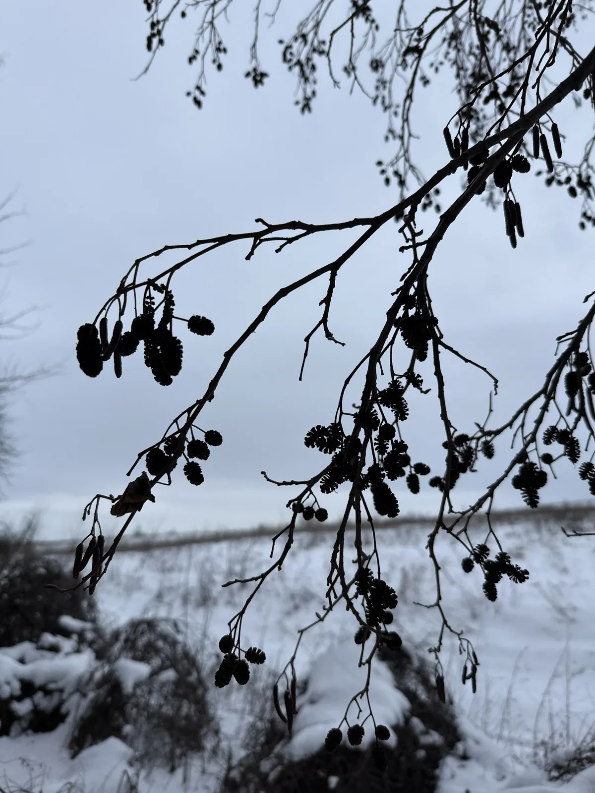alder (Alnus glutinosa), photograph