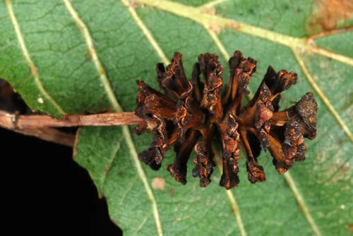 alder (Alnus glutinosa), photograph
